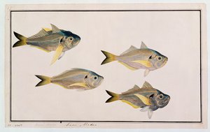 Kasee Madoo, from Drawings of Fishes from Malacca, c.1805-18